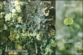 Attēlu rezultāti vaicājumam “Chaenotheca chlorella”