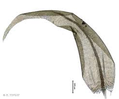 Attēlu rezultāti vaicājumam “Warnstorfia fluitans”