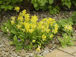 Attēlu rezultāti vaicājumam “Primula veris fruit”