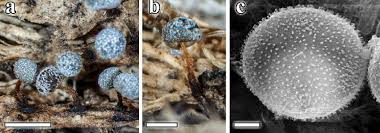Attēlu rezultāti vaicājumam “Physarum penetrale”