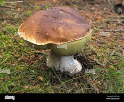 Attēlu rezultāti vaicājumam “Boletus pinophilus”