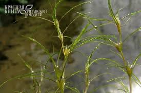 Attēlu rezultāti vaicājumam “Najas tenuissima leaf”