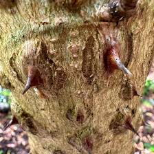 Attēlu rezultāti vaicājumam “Kalopanax septemlobus fruit”