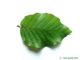 Attēlu rezultāti vaicājumam “Fagus sylvatica leaf”