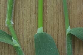 Attēlu rezultāti vaicājumam “Holcus mollis”