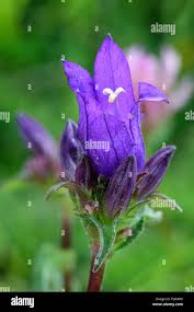 Attēlu rezultāti vaicājumam “Campanula glomerata flower”