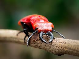 Attēlu rezultāti vaicājumam “Cucujidae”