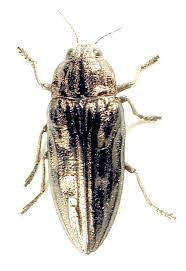 Attēlu rezultāti vaicājumam “Chalcophora mariana”