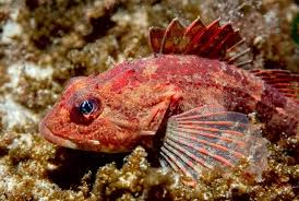 Image result for Myoxocephalus scorpius
