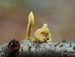 Attēlu rezultāti vaicājumam “Macrotyphula fistulosa var. contorta”