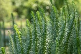 Attēlu rezultāti vaicājumam “Hippuridaceae”