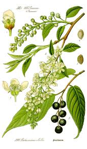 Attēlu rezultāti vaicājumam “Padus avium”