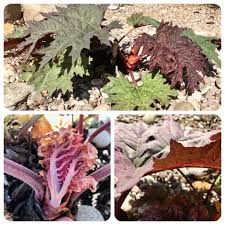 Attēlu rezultāti vaicājumam “Rheum rhabarbarum leaf”