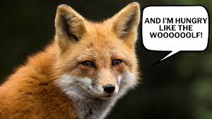 Attēlu rezultāti vaicājumam “Vulpes vulpes”