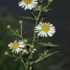Attēlu rezultāti vaicājumam “Symphyotrichum x salignum flower”
