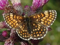 Attēlu rezultāti vaicājumam “Mellicta athalia upperside”