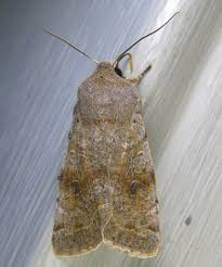 Attēlu rezultāti vaicājumam “Orthosia sp.”