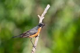 Image result for Irania gutturalis