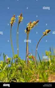 Attēlu rezultāti vaicājumam “Plantago lanceolata flower”