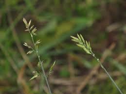 Attēlu rezultāti vaicājumam “Poa compressa”