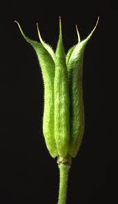 Attēlu rezultāti vaicājumam “Aquilegia vulgaris bud”