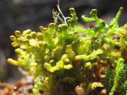 Attēlu rezultāti vaicājumam “Ptilidium pulcherrimum”