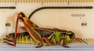 Attēlu rezultāti vaicājumam “Acrididae”