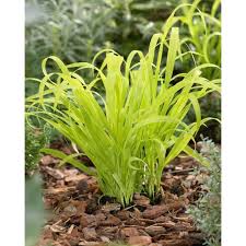 Attēlu rezultāti vaicājumam “Milium effusum”