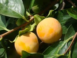 Image result for sharon fruit