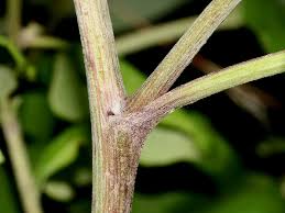 Attēlu rezultāti vaicājumam “Arctium tomentosum leaf”