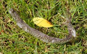 Image result for Ringelnatter