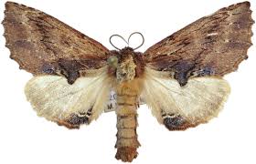 Attēlu rezultāti vaicājumam “Ptilodon capucina larva”