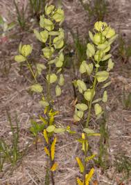 Attēlu rezultāti vaicājumam “Thlaspi arvense”