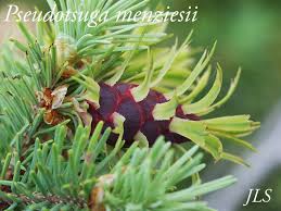 Attēlu rezultāti vaicājumam “Pseudotsuga menziesii flower”