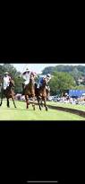 Image result for Taunton Vale Polo Club