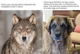 Attēlu rezultāti vaicājumam “Canis lupus familiaris”