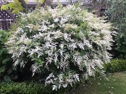 Attēlu rezultāti vaicājumam “Ligustrum vulgare”