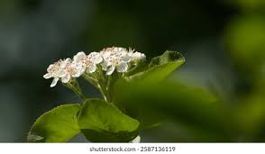 Attēlu rezultāti vaicājumam “Aronia melanocarpa flower”
