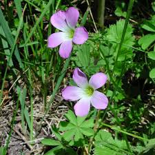 Attēlu rezultāti vaicājumam “Oxalidaceae”