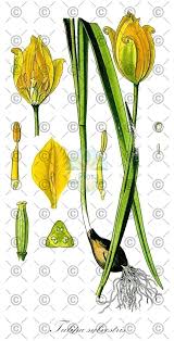 Attēlu rezultāti vaicājumam “Tulipa sylvestris fruit”