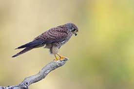 Attēlu rezultāti vaicājumam “Falco tinnunculus”