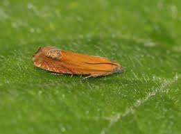 Attēlu rezultāti vaicājumam “Lathronympha strigana”