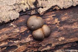 Attēlu rezultāti vaicājumam “Cribraria aurantiaca var. persoonii young”