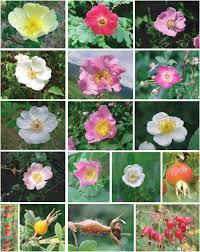 Attēlu rezultāti vaicājumam “Rosa villosa fruit”