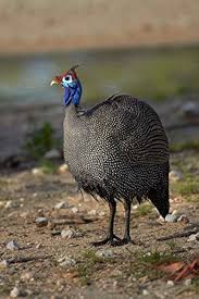 Attēlu rezultāti vaicājumam “Numida meleagris”