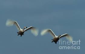 Attēlu rezultāti vaicājumam “Cygnus columbianus”