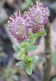 Attēlu rezultāti vaicājumam “Salix myrtilloides”