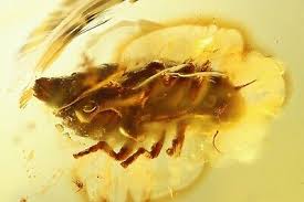 Attēlu rezultāti vaicājumam “Aphrophoridae nymph”