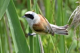 Attēlu rezultāti vaicājumam “Remiz pendulinus”