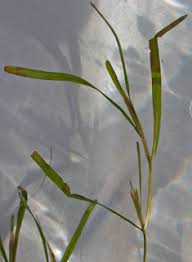 Attēlu rezultāti vaicājumam “Potamogeton trichoides”